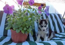 Siberian Husky Puppies