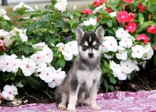 Vet-Checked Alaskan Klee Kai Pups For Good Homes-