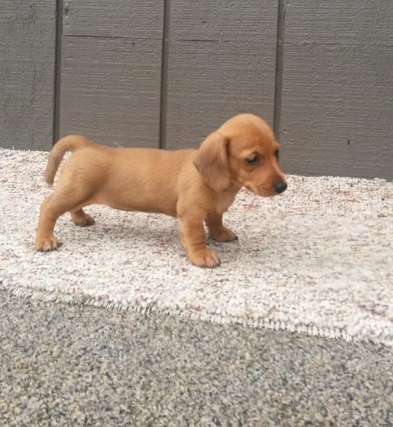 Dachshund Puppies Looking For New Homes Image eClassifieds4u