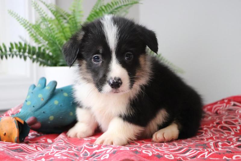 🐾💝Male and Female Pembroke Welsh Corgi Puppies Ready Now💝💝Call or text (716) 402-8078 Image eClassifieds4u
