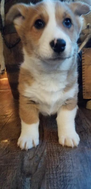 🐾💝Male and Female Pembroke Welsh Corgi Puppies Ready Now💝💝Call or text (716) 402-8078 Image eClassifieds4u