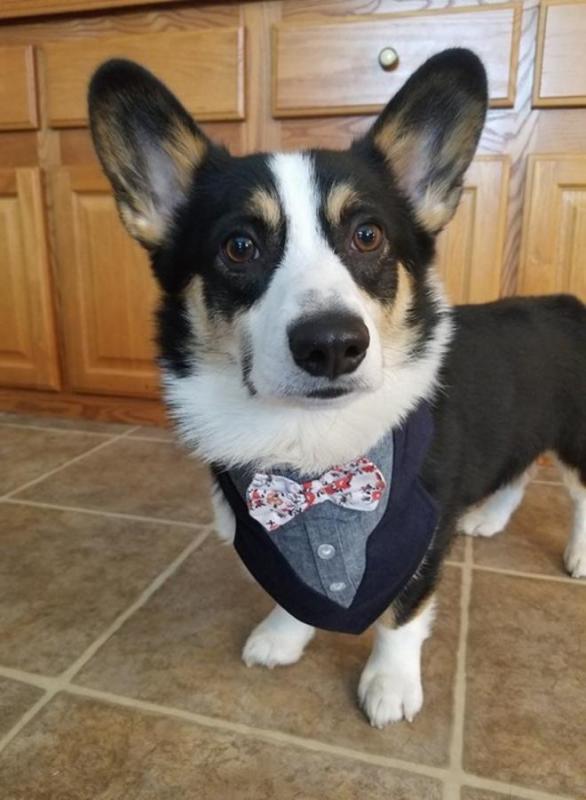 🐾💝Male and Female Pembroke Welsh Corgi Puppies Ready Now💝💝Call or text (716) 402-8078 Image eClassifieds4u