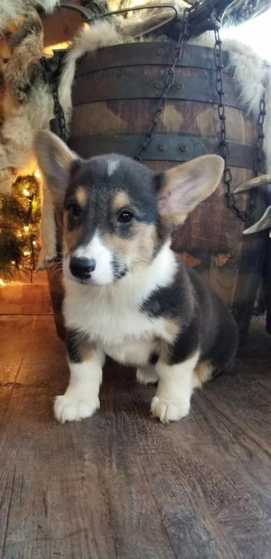 🐾💝Male and Female Pembroke Welsh Corgi Puppies Ready Now💝💝Call or text (716) 402-8078 Image eClassifieds4u