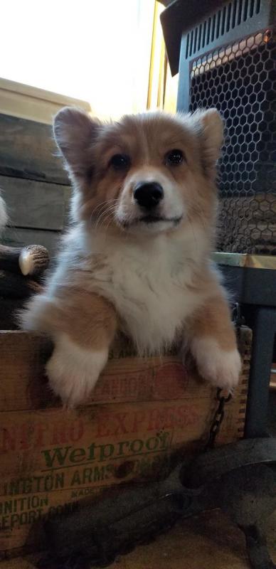 🐾💝Male and Female Pembroke Welsh Corgi Puppies Ready Now💝💝Call or text (716) 402-8078 Image eClassifieds4u