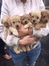 Beautiful miniature poodle pup male and female