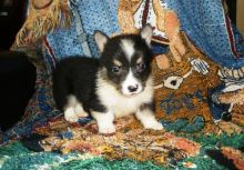 🐾💝Male and Female Pembroke Welsh Corgi Puppies Ready Now💝💝Call or text (716) 402-8078