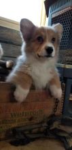 🐾💝Male and Female Pembroke Welsh Corgi Puppies Ready Now💝💝Call or text (716) 402-8078