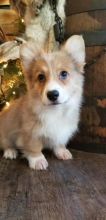 🐾💝Male and Female Pembroke Welsh Corgi Puppies Ready Now💝💝Call or text (716) 402-8078