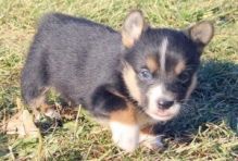 🐾💝Male and Female Pembroke Welsh Corgi Puppies Ready Now💝💝Call or text (716) 402-8078