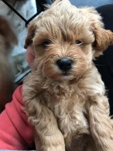 Absolutely beautiful very tiny petite shihpoo puppies for sale (Shih Tzu X Poodle)