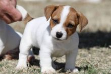 Adorable cuddle Jack Russell babies Puppies Available