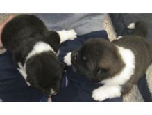 akc quality akita puppies for re-homing