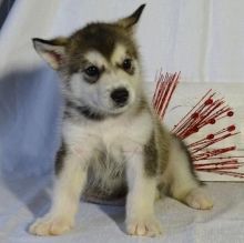 Alaskan Malamute Puppies For Adoption