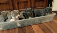 American Pitbull terrier puppies are ready now