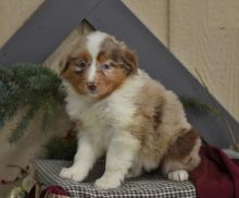 Australian Shepherd Puppies For Adoption