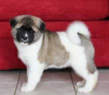 awesome akita puppies for re-homing