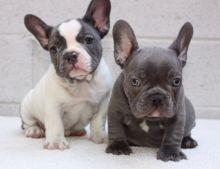 Beautiful Blue pie French Bulldog Puppies Available