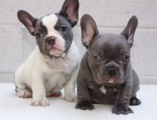 Beautiful Blue Pied French Bulldog Puppies Available