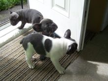 Beautiful Blue Pied French Bulldog Puppies Available