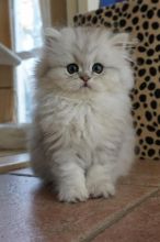 Beautiful Persian Kittens