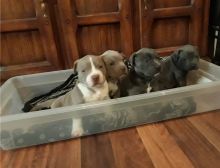 Blue nose American Pitbull terrier puppies available