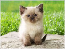 Cute Siamese kittens available