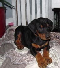 Doberman Pinscher Puppies For Adoption