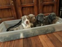 Gorgeous Blue nose American Pitbull terrier puppies available