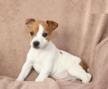 Jack Russell Terrier Puppies For Adoption