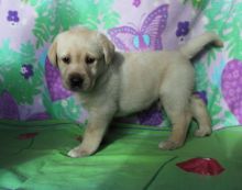 Labrador Retriever Puppies For Adoption