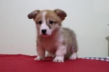 Pembroke Welsh Corgi Puppies For Adoption