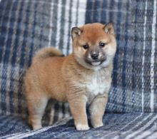 Shiba Inu Puppies For Adoption