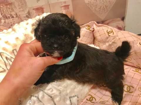 Absolutely beautiful very tiny petite shihpoo puppies for sale (Shih Tzu X Poodle) Image eClassifieds4u