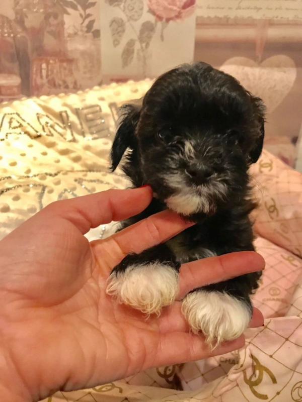 Absolutely beautiful very tiny petite shihpoo puppies for sale (Shih Tzu X Poodle) Image eClassifieds4u
