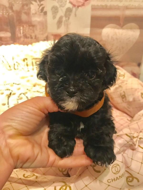 Absolutely beautiful very tiny petite shihpoo puppies for sale (Shih Tzu X Poodle) Image eClassifieds4u