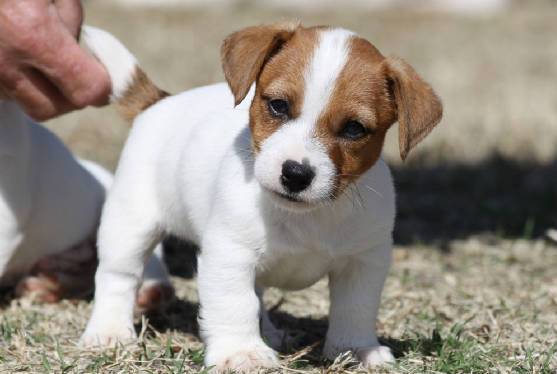 Adorable cuddle Jack Russell babies Puppies Available Image eClassifieds4u