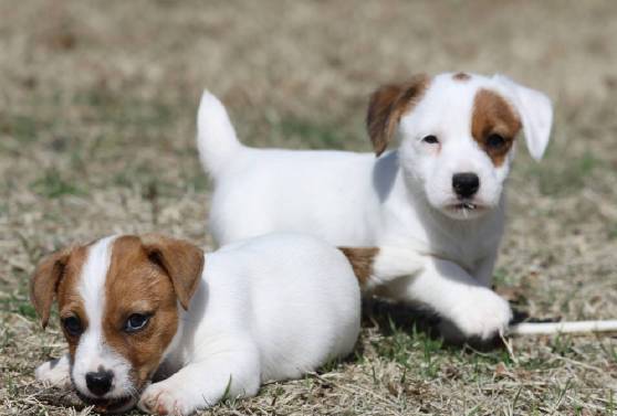 Adorable cuddle Jack Russell babies Puppies Available Image eClassifieds4u