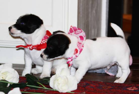Adorable cuddle Jack Russell babies Puppies Available Image eClassifieds4u