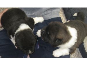 akc quality akita puppies for re-homing Image eClassifieds4u