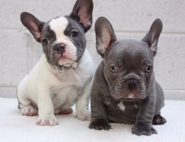 Beautiful Blue Pied French Bulldog Puppies Available Image eClassifieds4u