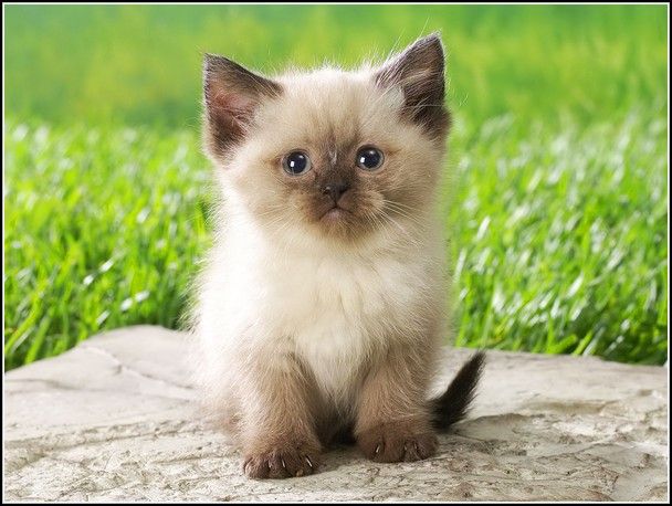 Cute Siamese kittens available Image eClassifieds4u