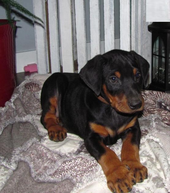 Doberman Pinscher Puppies For Adoption Image eClassifieds4u