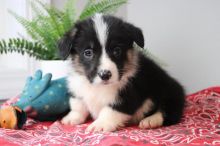 🐾💝Male and Female Pembroke Welsh Corgi Puppies Ready Now💝💝Call or text (716) 402-8078 Image eClassifieds4U