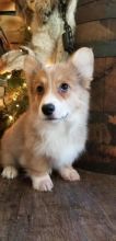 🐾💝Male and Female Pembroke Welsh Corgi Puppies Ready Now💝💝Call or text (716) 402-8078 Image eClassifieds4U