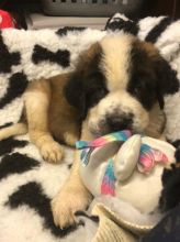 ☂️☂☮ Saint Bernard ☮ Puppies For Adoption 🎄🎄 Image eClassifieds4U