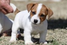 Adorable cuddle Jack Russell babies Puppies Available Image eClassifieds4u 1