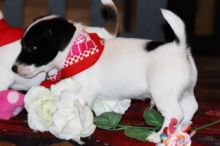Adorable cuddle Jack Russell babies Puppies Available Image eClassifieds4u 3