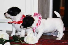 Adorable cuddle Jack Russell babies Puppies Available Image eClassifieds4u 4