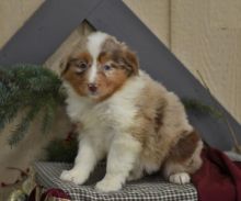 Australian Shepherd Puppies For Adoption Image eClassifieds4U