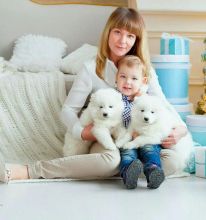 Pure White and Pure Breed Samoyed Puppies ready Image eClassifieds4U